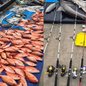 Dois tubarões-martelo e 168 kg de peixe foram apreendidos - Imagem: Reprodução/ Polícia Militar Ambiental