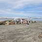 Equipes do Instituto Biopesca realizaram a necrópsia de uma baleia-jubarte macho encontrada morta na praia do Centro, em Mongaguá, neste sábado (3) - Imagem: Guarda Ambiental de Mongaguá