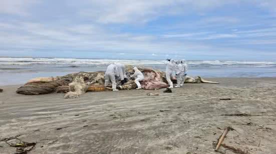 Equipes do Instituto Biopesca realizaram a necrópsia de uma baleia-jubarte macho encontrada morta na praia do Centro, em Mongaguá, neste sábado (3) - Imagem: Guarda Ambiental de Mongaguá