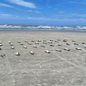 Instituto Biopesca registra 135 pinguins mortos em uma semana nas praias de São Paulo, com 56 encontrados em três dias - Foto: Instituto Biopesca