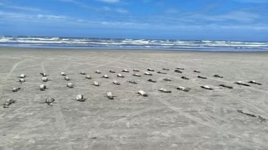 Instituto Biopesca registra 135 pinguins mortos em uma semana nas praias de São Paulo, com 56 encontrados em três dias - Foto: Instituto Biopesca