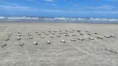 Instituto Biopesca registra 135 pinguins mortos em uma semana nas praias de São Paulo, com 56 encontrados em três dias - Foto: Instituto Biopesca