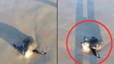 Um pinguim-de-magalhães foi avistado na Praia da Enseada e resgatado pelo Instituto Gremar, surpreendendo banhistas - Foto: Arquivo pessoal/Heber Almeida Rocha/ g1