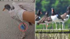 Ave piru-piru identificada no litoral paulista é registrada novamente no Sul do país após quase dois anos de monitoramento - Imagem: Karina Ávila e Mauricio Weingartner