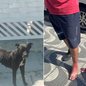 Cão solto circula por rua da Vila Tupi e é apontado por moradores como responsável por ataques em Praia Grande - Imagem: Reprodução