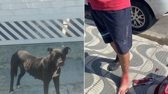 Cão solto circula por rua da Vila Tupi e é apontado por moradores como responsável por ataques em Praia Grande - Imagem: Reprodução