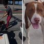 Cão envolvido no ataque foi recolhido pela equipe de Zoonoses de Mongaguá e permanecerá em observação clínica por dez dias após o caso registrado em praça pública - Imagem: Divulgação/Prefeitura de Mongaguá