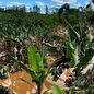 Plantações de banana foram atingidas pela cheia do Rio Ribeira de Iguape. Segundo levantamento preliminar da Abavar, cerca de 7 mil hectares e 11,2 milhões de pés de banana foram afetados - Imagem: Carlos Abelha/TV Tribuna
