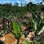 Plantações de banana foram atingidas pela cheia do Rio Ribeira de Iguape. Segundo levantamento preliminar da Abavar, cerca de 7 mil hectares e 11,2 milhões de pés de banana foram afetados - Imagem: Carlos Abelha/TV Tribuna