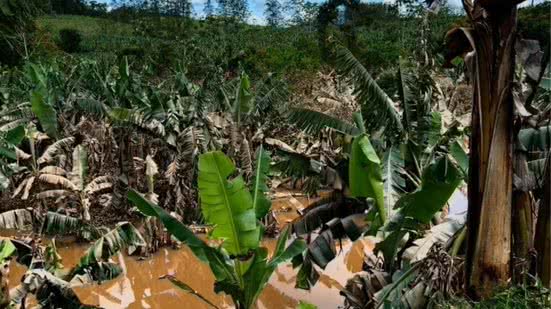 Plantações de banana foram atingidas pela cheia do Rio Ribeira de Iguape. Segundo levantamento preliminar da Abavar, cerca de 7 mil hectares e 11,2 milhões de pés de banana foram afetados - Imagem: Carlos Abelha/TV Tribuna