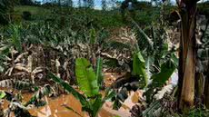 Plantações de banana foram atingidas pela cheia do Rio Ribeira de Iguape. Segundo levantamento preliminar da Abavar, cerca de 7 mil hectares e 11,2 milhões de pés de banana foram afetados - Imagem: Carlos Abelha/TV Tribuna