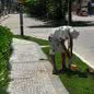 Moradores de Guarujá podem cultivar mudas de árvores seguindo a Lei de Arborização - Imagem: Reprodução/PMG
