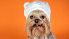 Prefeitura de Bertioga promove adoção de cães e gatos com evento semanal - Imagem: Reprodução/Freepik