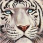 Na arte, o tigre se reinventa, de papel, às vezes de pixel, de metáfora. Sempre questionando o que é força e o que é aparência - Sergio Sergi (1951), Ritratto di tigre bianca