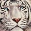 Na arte, o tigre se reinventa, de papel, às vezes de pixel, de metáfora. Sempre questionando o que é força e o que é aparência - Sergio Sergi (1951), Ritratto di tigre bianca