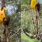 Grupo de quatis foi fotografado enquanto consumia alimentos encontrados em uma sacola na Serra do Mar, em Cubatão, na terça-feira (15). Especialista orienta visitantes a não alimentar nem tentar tocar os animais silvestres - Imagem: Arquivo Pessoal/Wander Reis
