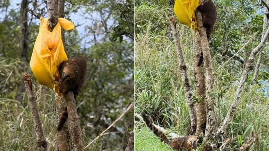 Grupo de quatis foi fotografado enquanto consumia alimentos encontrados em uma sacola na Serra do Mar, em Cubatão, na terça-feira (15). Especialista orienta visitantes a não alimentar nem tentar tocar os animais silvestres - Imagem: Arquivo Pessoal/Wander Reis