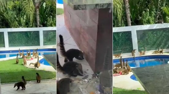 Quatis circulam pelo quintal de casa de temporada em Bertioga após serem atraídos por resíduos de alimentos - Imagem: Reprodução/Mariana Sakahida