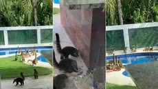 Quatis circulam pelo quintal de casa de temporada em Bertioga após serem atraídos por resíduos de alimentos - Imagem: Reprodução/Mariana Sakahida