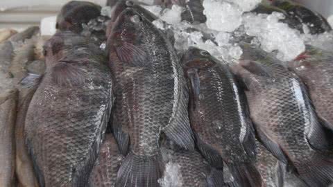 Sexta-feira Santa terá mais de 10 pontos de venda de pescados em Santos; confira locais - Imagem: reprodução Prefeitura de Santos