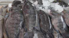 Sexta-feira Santa terá mais de 10 pontos de venda de pescados em Santos; confira locais - Imagem: reprodução Prefeitura de Santos