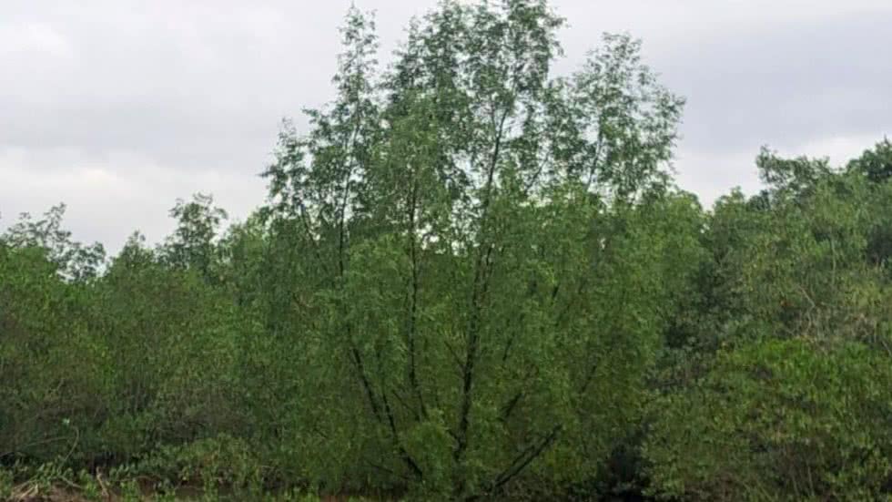 SEMIL inicia projeto para erradicar árvore exótica invasora no Parque Estadual Serra do Mar - Imagem: Divulgação/ Fundação Floresta