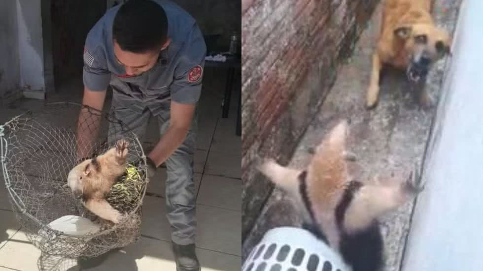 Um latido forte leva morador a descobrir um tamanduá em seu quintal, resultando em uma cena inusitada e um resgate emocionante - Foto: Aldo Ferreira Pinto