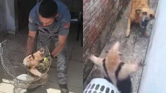 Um latido forte leva morador a descobrir um tamanduá em seu quintal, resultando em uma cena inusitada e um resgate emocionante - Foto: Aldo Ferreira Pinto