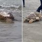 Tartaruga-cabeçuda foi encontrada morta na Praia do Perequê, no Guarujá, e recolhida pelo Instituto Gremar no sábado (19). O animal estava em avançado estado de decomposição, e a causa da morte não foi divulgada - Imagem: Reprodução/Redes Sociais