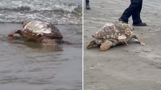 Tartaruga-cabeçuda foi encontrada morta na Praia do Perequê, no Guarujá, e recolhida pelo Instituto Gremar no sábado (19). O animal estava em avançado estado de decomposição, e a causa da morte não foi divulgada - Imagem: Reprodução/Redes Sociais