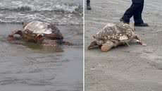 Tartaruga-cabeçuda foi encontrada morta na Praia do Perequê, no Guarujá, e recolhida pelo Instituto Gremar no sábado (19). O animal estava em avançado estado de decomposição, e a causa da morte não foi divulgada - Imagem: Reprodução/Redes Sociais