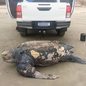 Uma tartaruga-de-couro, considerada a maior espécie de tartaruga marinha do mundo, foi encontrada morta em uma praia de Ilha Comprida na quinta-feira (1º) - Imagem: Reprodução
