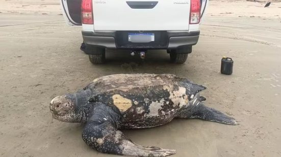 Uma tartaruga-de-couro, considerada a maior espécie de tartaruga marinha do mundo, foi encontrada morta em uma praia de Ilha Comprida na quinta-feira (1º) - Imagem: Reprodução