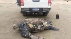 Uma tartaruga-de-couro, considerada a maior espécie de tartaruga marinha do mundo, foi encontrada morta em uma praia de Ilha Comprida na quinta-feira (1º) - Imagem: Reprodução