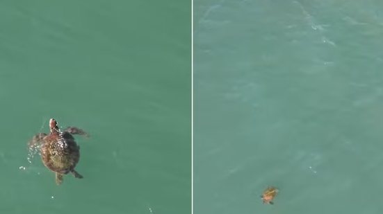 Tartarugas-verdes são registradas nadando em águas rasas próximas à orla de Santos, na região do Canal 6 - Imagem: @AquiTuvedecima