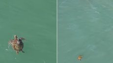 Tartarugas-verdes são registradas nadando em águas rasas próximas à orla de Santos, na região do Canal 6 - Imagem: @AquiTuvedecima