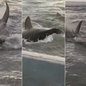 Tubarão-tigre foi filmado por pescadores enquanto se debatia em uma área rasa e se aproximava de uma embarcação em Cananéia, no litoral de São Paulo - Imagem: Dymys Tayk