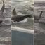 Tubarão-tigre foi filmado por pescadores enquanto se debatia em uma área rasa e se aproximava de uma embarcação em Cananéia, no litoral de São Paulo - Imagem: Dymys Tayk