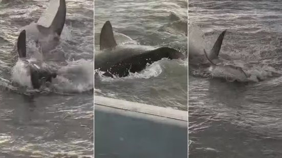 Tubarão-tigre foi filmado por pescadores enquanto se debatia em uma área rasa e se aproximava de uma embarcação em Cananéia, no litoral de São Paulo - Imagem: Dymys Tayk