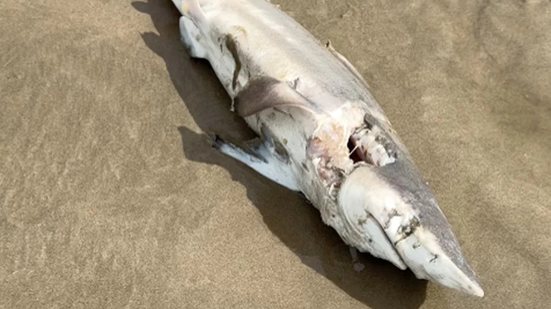 Filhote de tubarão galha-preta foi encontrado morto na praia do Jardim Real, em Praia Grande. - Imagem: Reprodução/Praia Grande Mil Grau