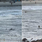 Tubarão é flagrado nadando próximo a crianças em praia do litoral de São Paulo e assusta banhistas - Imagem: Reprodução