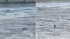 Tubarão é flagrado nadando próximo a crianças em praia do litoral de São Paulo e assusta banhistas - Imagem: Reprodução