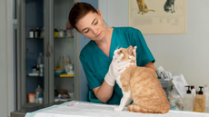 Cães e gatos recebem vacinação antirrábica na Unidade de Zoonoses de Guarujá - Imagem: Reprodução