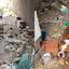 Animais estavam visivelmente magros e sem cuidados básicos em casa suja - Foto: Divulgação/ Polícia Civil