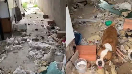 Animais estavam visivelmente magros e sem cuidados básicos em casa suja - Foto: Divulgação/ Polícia Civil