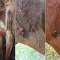 Ruivinha sofreu ferimentos principalmente na região do peito após ser atacada por um pit bull na Rua Acre, em Guarujá. A égua recebeu atendimento veterinário e permanece em recuperação - Imagem: Arquivo Pessoal