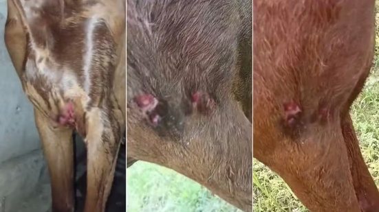 Ruivinha sofreu ferimentos principalmente na região do peito após ser atacada por um pit bull na Rua Acre, em Guarujá. A égua recebeu atendimento veterinário e permanece em recuperação - Imagem: Arquivo Pessoal
