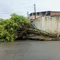 Ventos fortes provocaram a queda de ao menos 16 árvores em cinco municípios da Baixada Santista nesta terça-feira (1º). Em Mongaguá, duas árvores atingiram veículos; Santos registrou rajadas de até 93,41 km/h - Imagem: Paulo Henrique