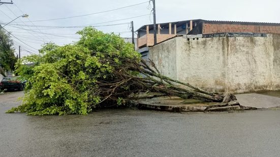 Ventos fortes provocaram a queda de ao menos 16 árvores em cinco municípios da Baixada Santista nesta terça-feira (1º). Em Mongaguá, duas árvores atingiram veículos; Santos registrou rajadas de até 93,41 km/h - Imagem: Paulo Henrique