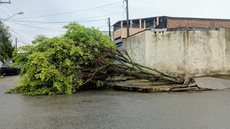 Ventos fortes provocaram a queda de ao menos 16 árvores em cinco municípios da Baixada Santista nesta terça-feira (1º). Em Mongaguá, duas árvores atingiram veículos; Santos registrou rajadas de até 93,41 km/h - Imagem: Paulo Henrique